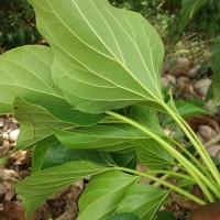 Gyrocarpus americanus Jacq.